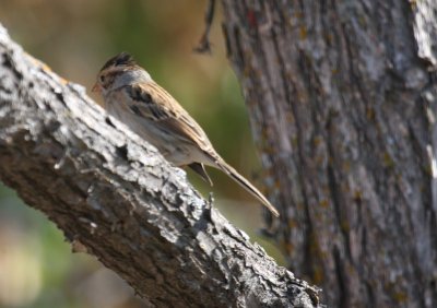 Clay colored sparrow