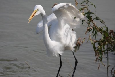 Great egret