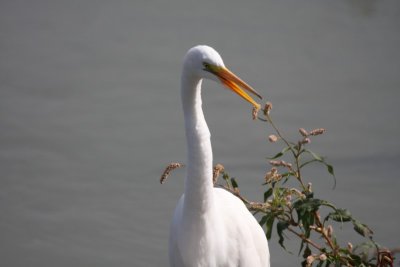 Great egret