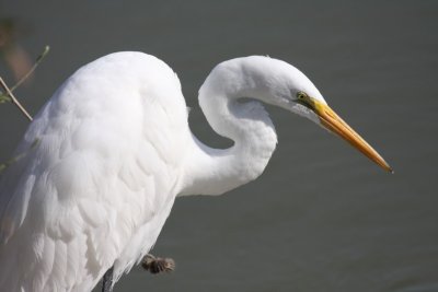 Great egret