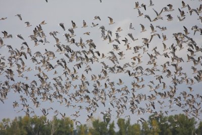 Franklin's Gulls