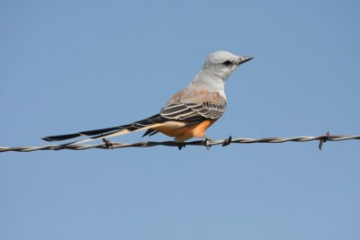 Flycatchers, Kingbirds, Shrikes, Vireos, and Larks