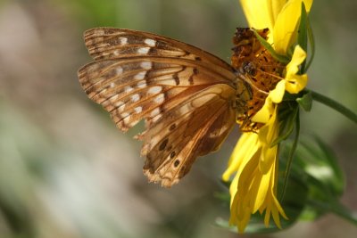 Tawny emperor