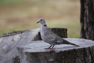 Eurasian-collared dove
