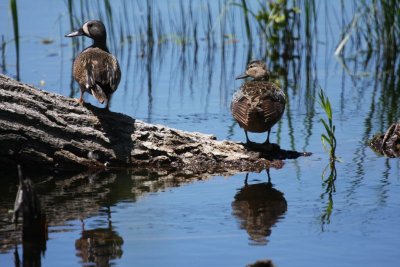 Blue-winged teals