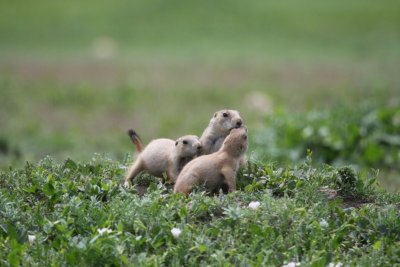 Prairie dogs