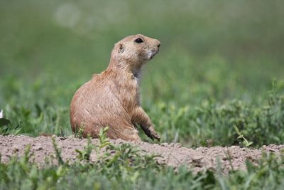 Prairie dog