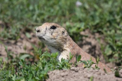 Prairie dog