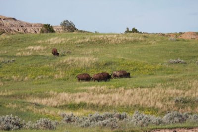 Bison