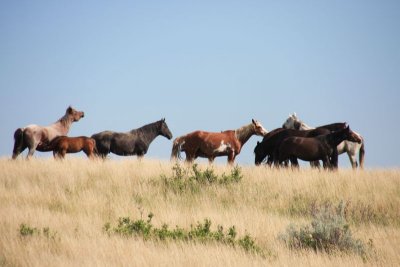 Feral horses
