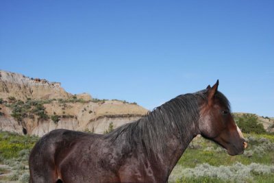 Feral horse