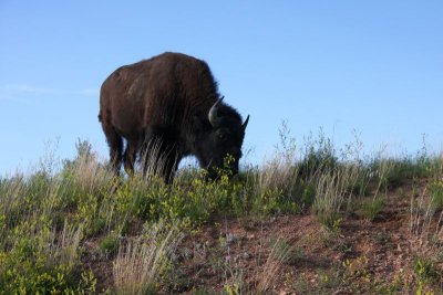 Bison