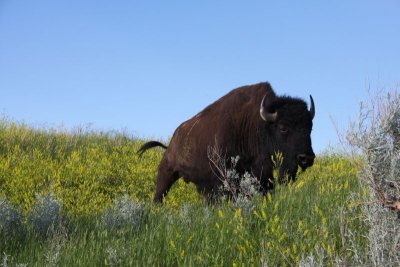 Bison