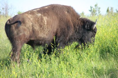 Bison