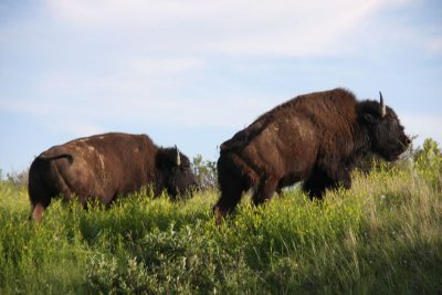 Bison