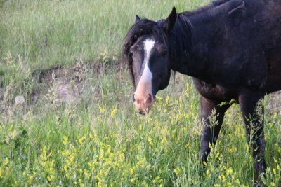 Feral horse