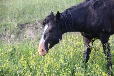 Feral horse