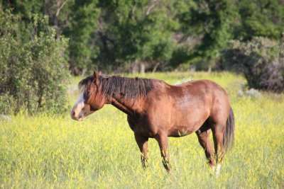 Feral horse