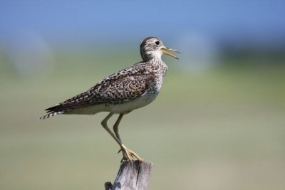 Upland sandpiper