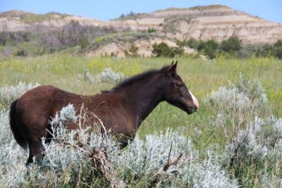 Feral Horse (Colt)