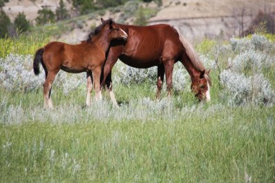 Feral Horses