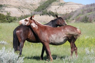 Feral Horses