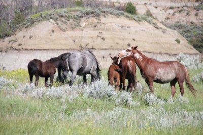 Feral Horses