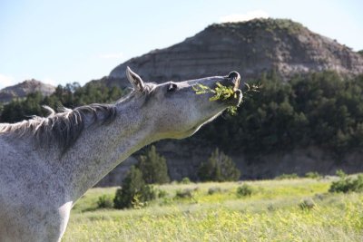 Feral Horse