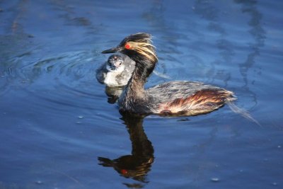 Eared grebes