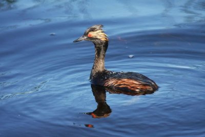 Eared grebe