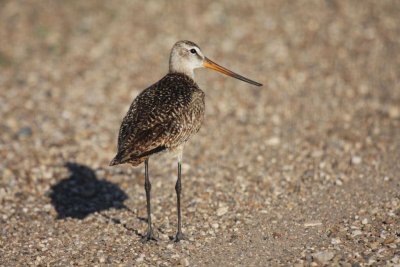 Marbled godwit