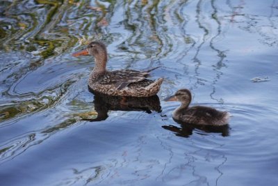 Northern shovelers