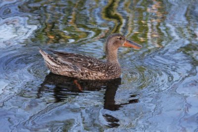 Northern shoveler