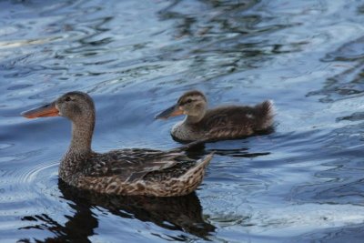 Northern shovelers