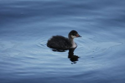 Eared grebe (immature)