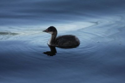 Eared grebe (immature)