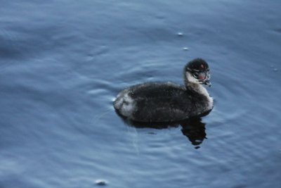 Eared grebe (immature)