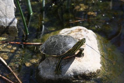 Painted turtle