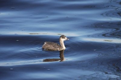 Eared grebe (immature)