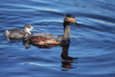 Eared grebes