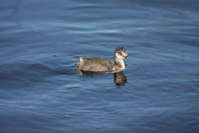 Eared grebe (immature)