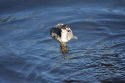 Eared grebe (immature)