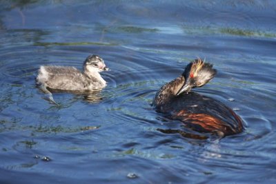 Eared grebes