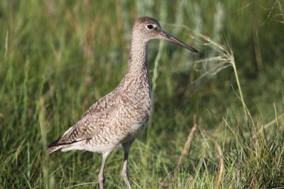 Willet