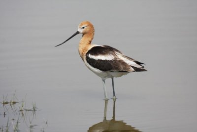 American avocet