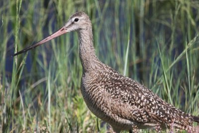 Marbled godwit