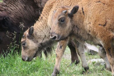 Bison calves