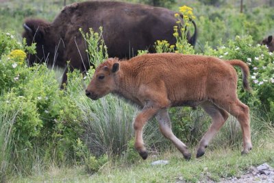 Bison