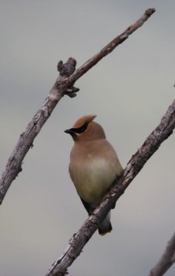 Cedar waxwing