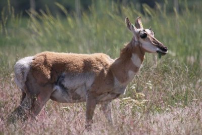 Pronghorn antelope